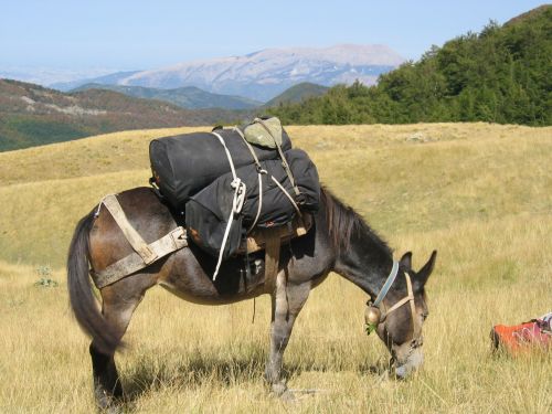 trekking con i muli-15.JPG